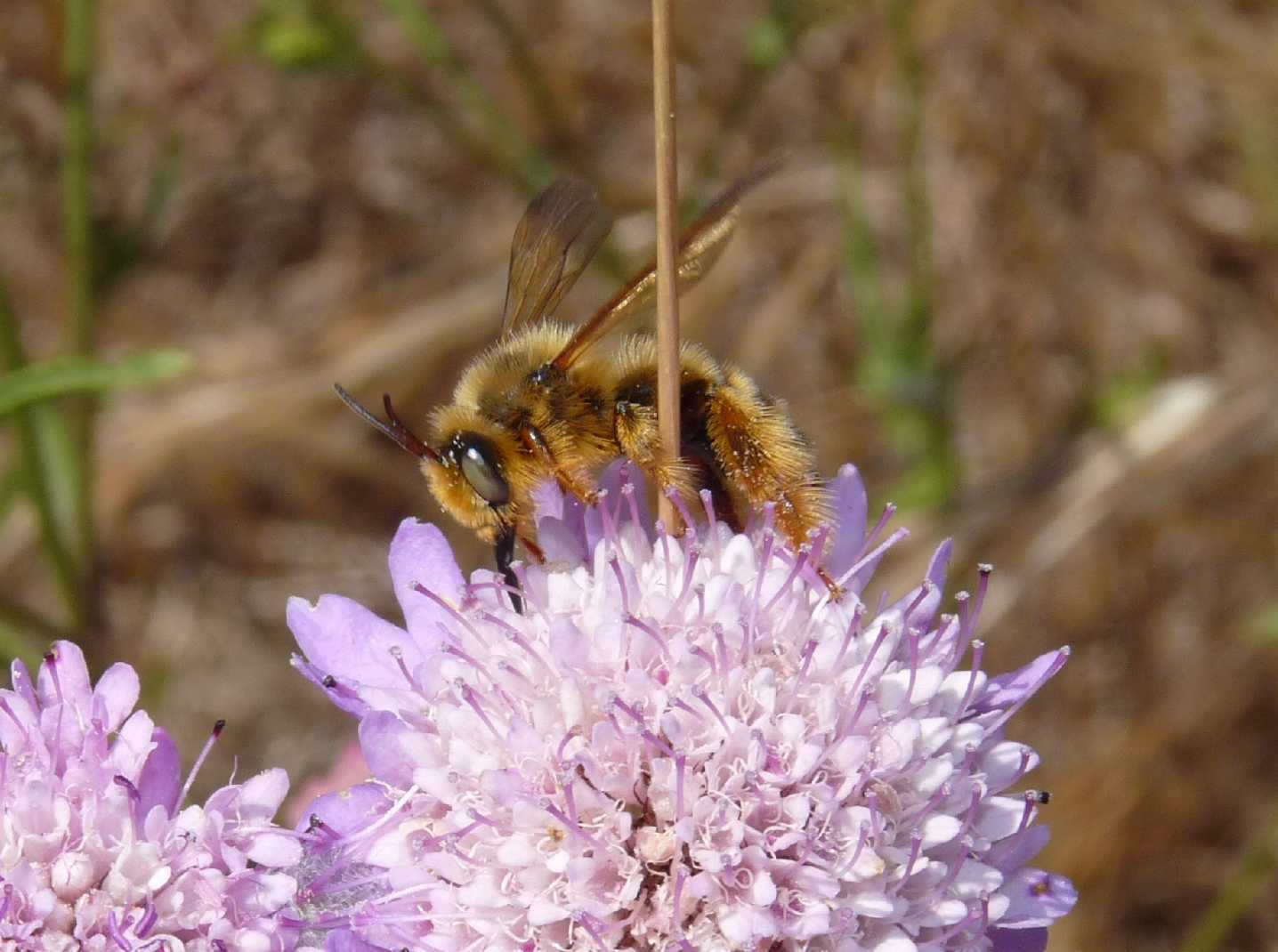 Pianta come punto di ritrovo di Dasypoda sp. (Apidae Melittinae)